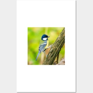 Great tit in the UK Posters and Art